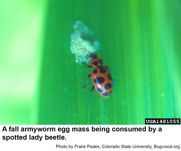 Fall armyworm moths lay eggs